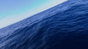 Ловля  Синего Тунца Владивосток. Bluefin tuna popping  Vladivostok