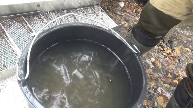 Мою золото минишлюзом в промоине ручья! Вот и крупное пошло!!!