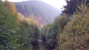 Я спросил у ясеня