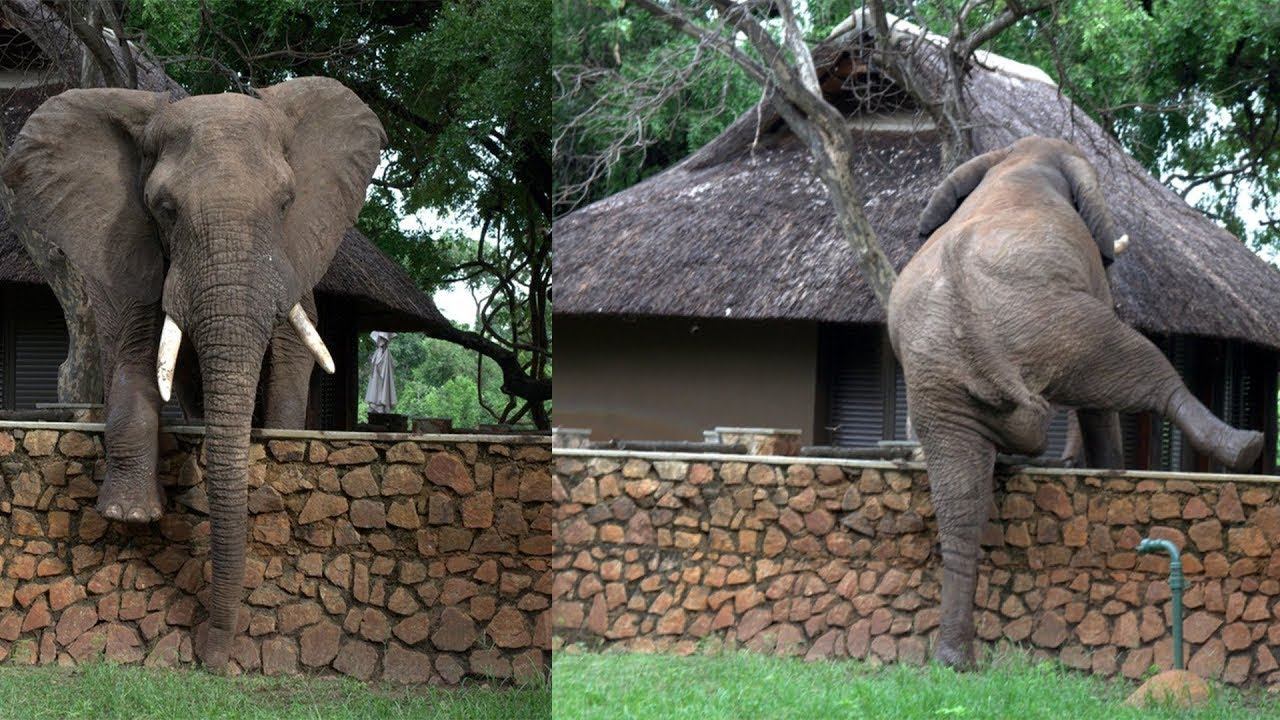 Can an elephant jump. Слон скалолаз. Комод слоны манго. Пятерка диких животных большая. Mango Elephant.