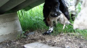 Русский спаниель-крысолов