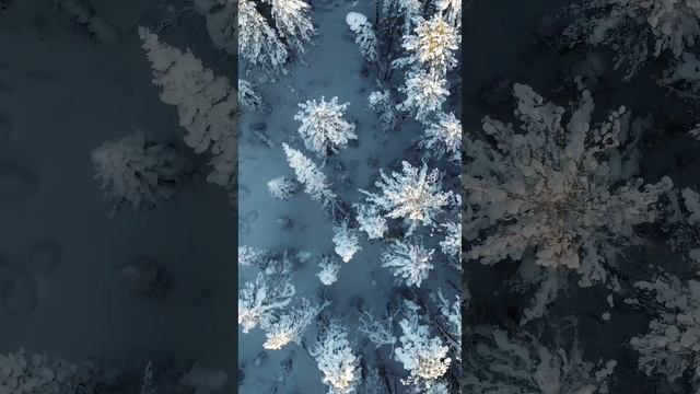 Красота зимнего леса высоты.