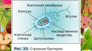 Биология, 5 кл., § 9 "Бактерии: строение и жизнедеятельность"