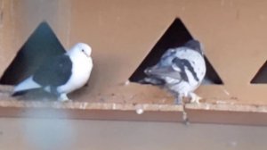 голуби в Турции, отель Mysea Injekum с голубятней!