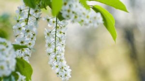 Поёт Валерий Сёмин. "Цветёт черёмуха к похолоданию" (Г. Пономаренко-Т. Коршилова)