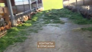 Лучшая молочная порода коз - Альпийская! Высокоудойные Альпийские козы в России!