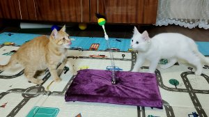 Папа сделал для котят новую игрушку.