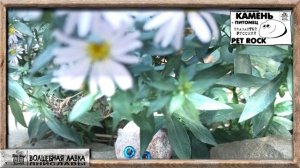 Домашний КАМЕНЬ   питомец  Глазастый РУССКИЙ PET ROCK