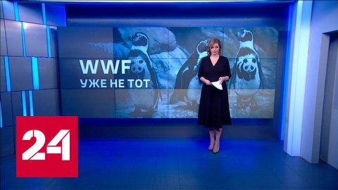 WWF уже не тот: Чукотка готовит обращение в Минприроды - Россия 24 