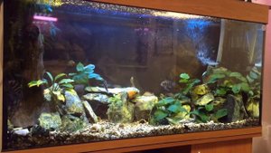 Танганьика Аквариум 350 литров