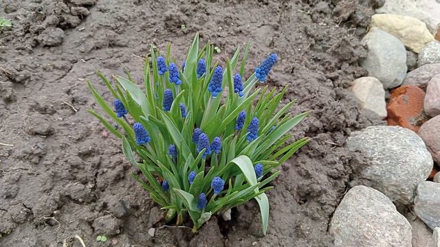 15 АПРЕЛЯ. Мой САД ПОТИХОНЬКУ ПОДРАСТАЕТ... смотреть онлайн