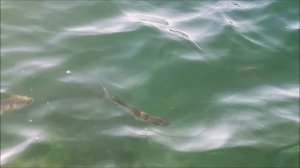 Fishing in Croatia. Murter island. Mugil cephalus.Рыбалка в Хорватии с пирса. Лобан - черная кефаль