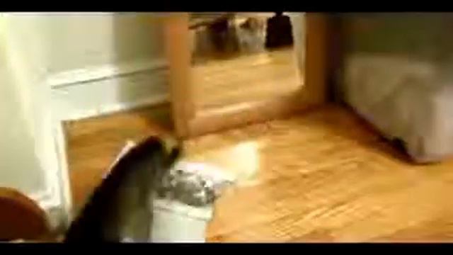 Забавные коты смотреть онлайн