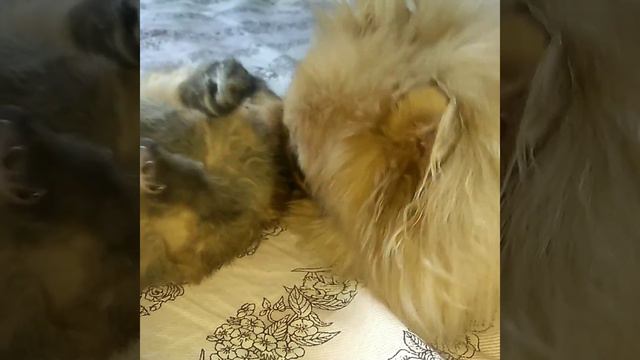 Отзыв про вет.клинику Неотложка!! Никогда не обращайтесь туда!! смотреть онлайн