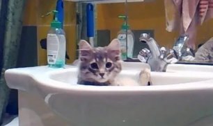 Кот. Раковина. Развлекушки-приколюшки. Cat. Sink. Amusing pranks..mp4