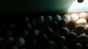 Инкубация яиц  Процедура за три дня во вывода цыплят