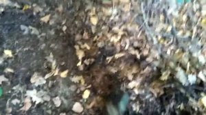 94. ЛЕСНАЯ ЗЕМЛЯ как отличное УДОБРЕНИЕ