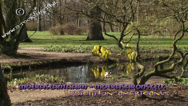 Lysichiton americanus - Moeraslantaarn - moerasaronskelk смотреть онлайн