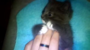 Помогите, котёнок умирает! Что делать?