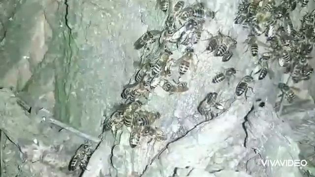 Все ли пчелы ночуют в улье? смотреть онлайн