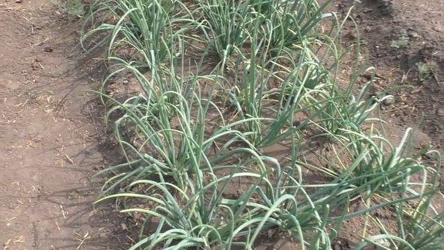 Как спасти кролика от жары смотреть онлайн