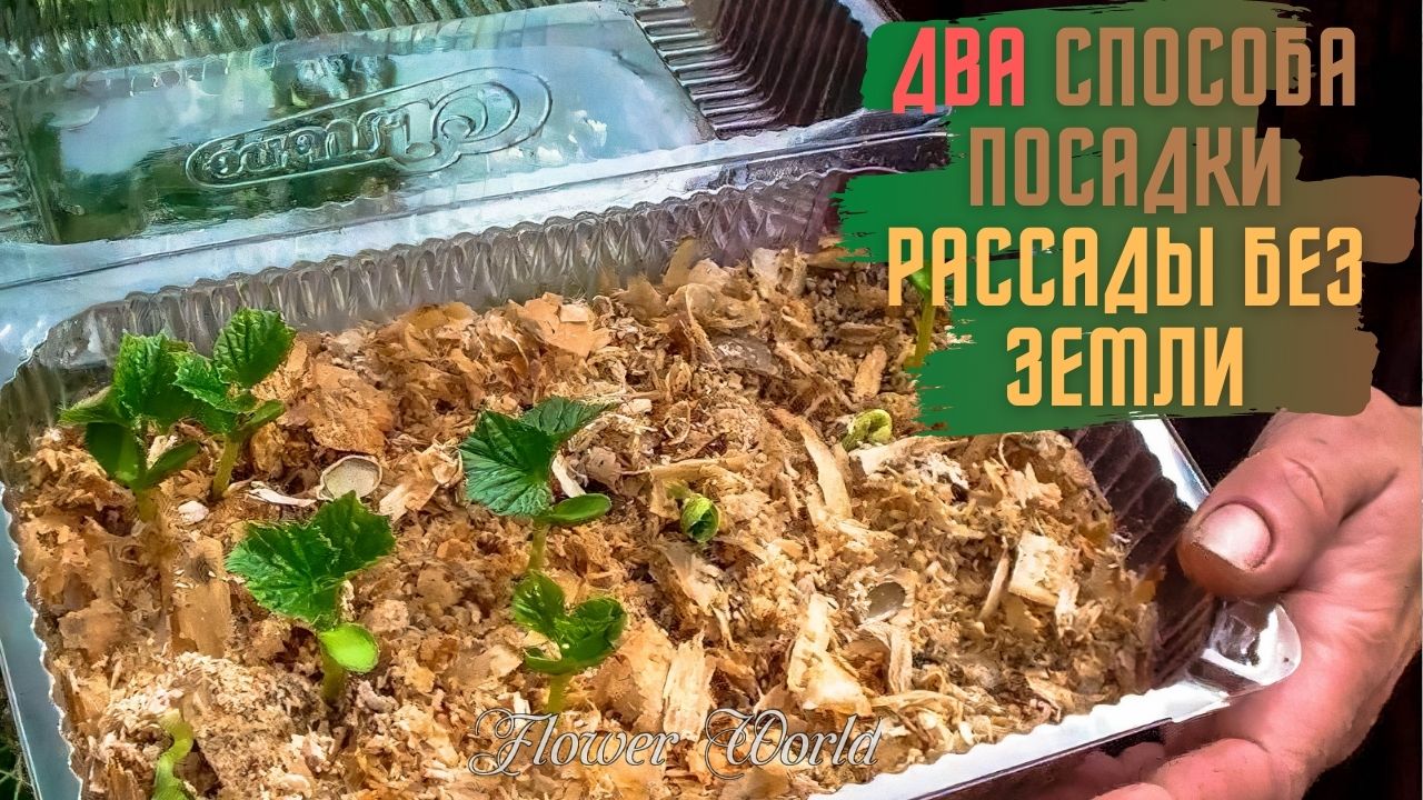 Два способа посадки рассады без земли.??