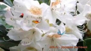 Рододендрон гибридный Канингемс Вайт ? обзор: как сажать, саженцы рододендроны Канингемс Вайт