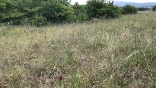 Сбор лекарственных трав: Гвоздика полевая (Dianthus campestris) смотреть онлайн