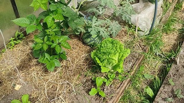 ежевика и не только, новые жители в теплице смотреть онлайн