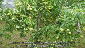 Груша Скороспелка из Мичуринска — описание сорта