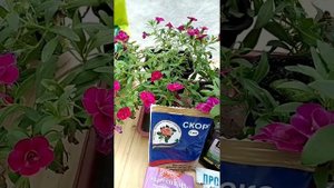 Лечение и профилактика мучнистой росы