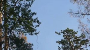 Забытые способы ориентирования. По птицам (часть 2)