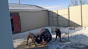 Кане-корсо охрана