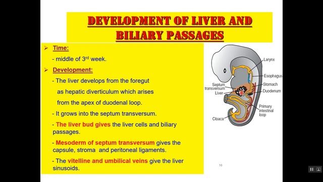 Development of GIT смотреть онлайн