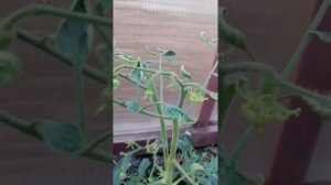 Не растут помидоры в теплице.