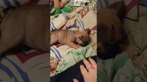 Французский бульдог маленькая Бетти