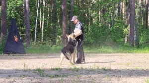 Проверка рабочих качеств на моно ВЕО Новосибирск Стиль Белогорья Частный Детектив. 28 мая 2022 года
