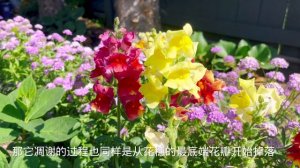 耐旱、耐酷热、花期超长的金鱼草/Snapdragon 。【莎拉养花】