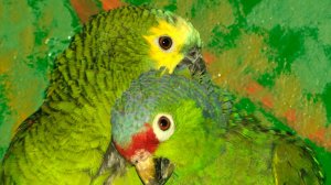Желтолобые амазоны. Кто они?