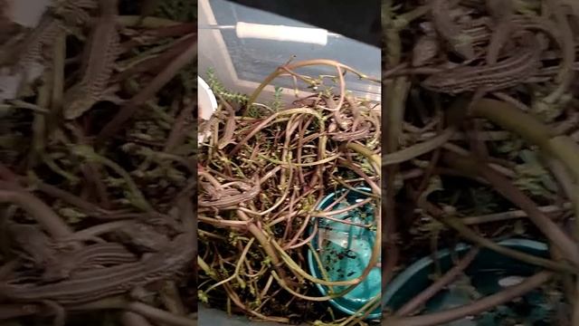 Богомол, кузнечик и Азоффские ящерки смотреть онлайн