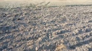 Замена масла в двигателе мтз 112н01. Похата однокорпусным плугом. #минитрактор #миник #мтз #мтз1221