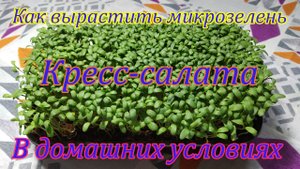 Как вырастить микрозелень в домашних условиях? Выращиваем Кресс-салат на подоконнике
