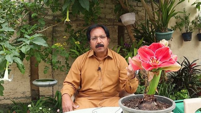 Hippeastrum Magical Touch review смотреть онлайн