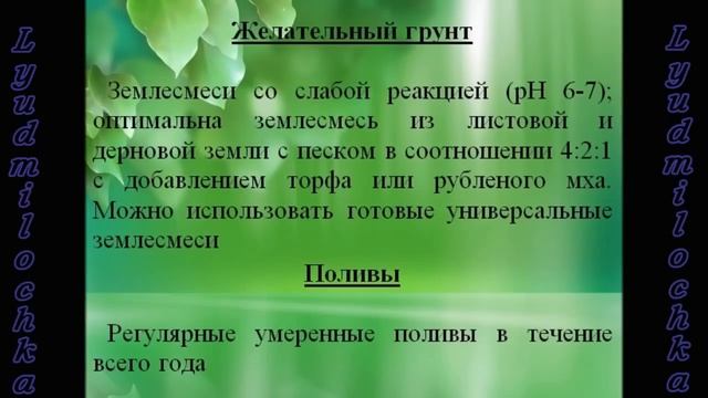 Сансевьера УХОД смотреть онлайн