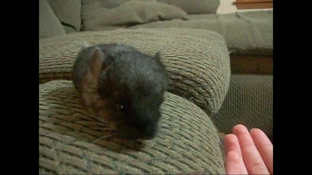 Малышка шиншилла смотреть онлайн