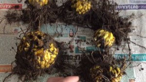 Луковицы Лилии Кудреватой(Лилия Мартагон)