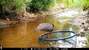 Black Stork Ciconia nigra must-toonekurg Kaia feeding in fish basket 6.07.2022