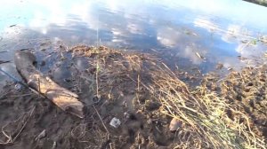 РЫБАЛКА ДНЕСТР МАЯКИ. Про это место на днестре должен знать каждый!!! Рыбалка с ночёвкой.