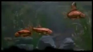 Monty Python's Fish Tank