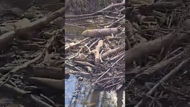 #сидимдома #школа64 Экскурсия в весенний лес смотреть онлайн